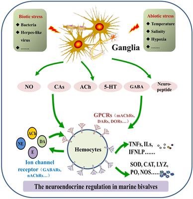 The Neuroendocrine-Immune Regulation in Response to Environmental Stress in Marine Bivalves